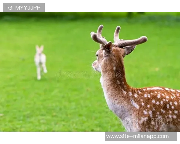 记者分析无字鹿获胜背后的深远意义彰显雄鹿实力不容忽视 记者分析无字鹿获胜背后的深远意义彰显雄鹿实力不容忽视